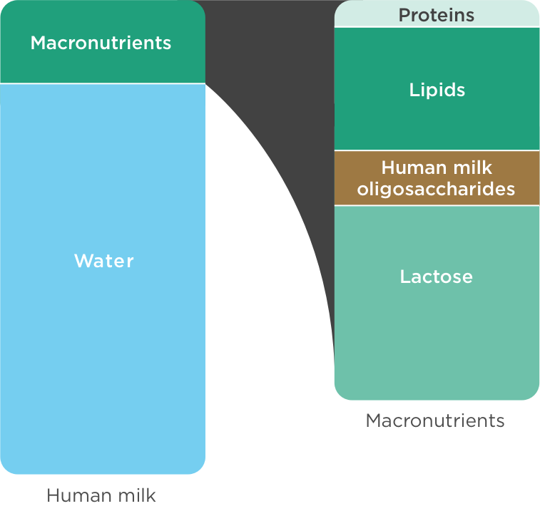 diagram-macronutrients